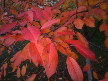 про воронячий смак))