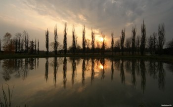 Оголені тополі