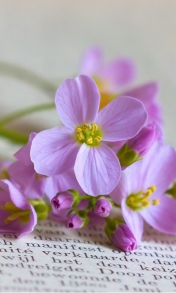 Пучечок світла