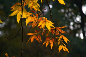 Ясеновий сум...