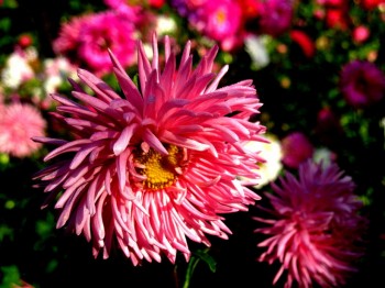 Теплінь на Покрову