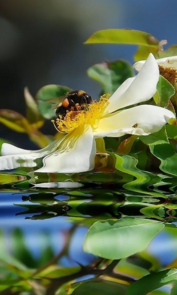 ПРИРОДНІ ВІДЧУТТЯ