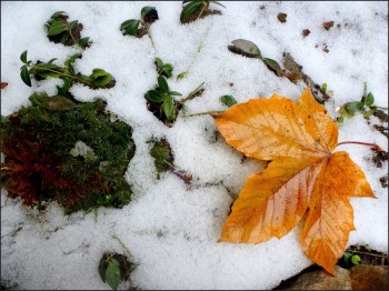 Пропускаю крізь себе осінь...