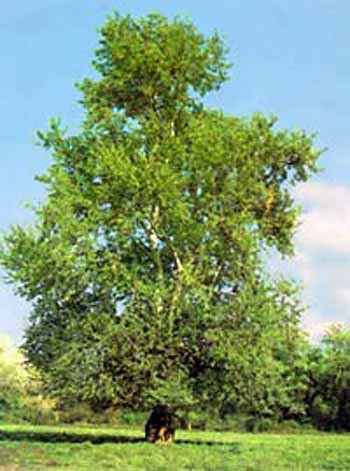 Струнка тополина