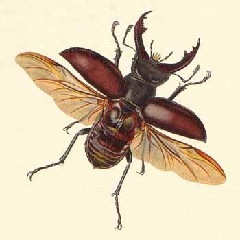 Жук в оселі