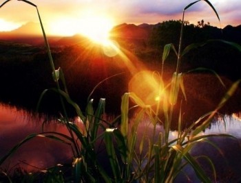 Розіспані плавні