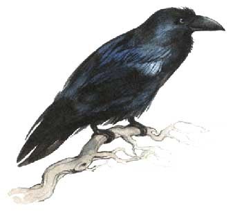 Каркнув ворон