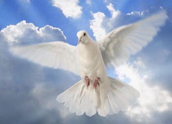 Летіла голубка