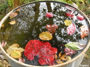 У  ЧАРАХ ПІЗНЬОГО ДОЩУ