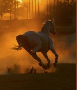 Фантазія на тему деморалізації українського суспільства