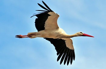 Літа минають