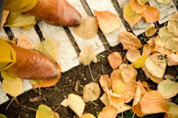 Крізь осінь в зиму - до весни…