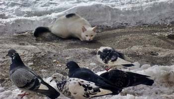 Кіт мисливець