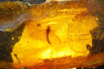 ЗГУБА БУРШТИНОВА