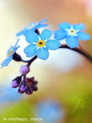 Не болить від віршів