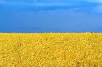 Любіть Україну