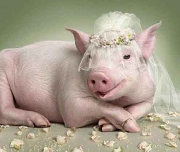 Свиняче кохання