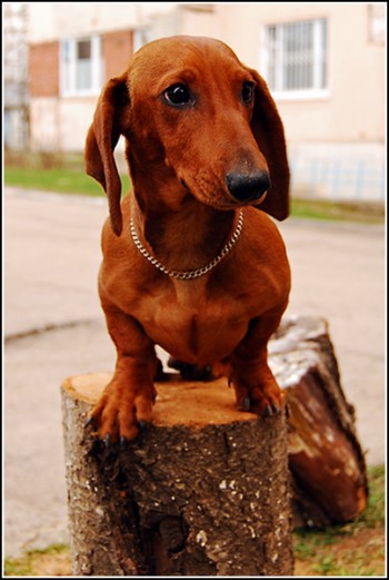 Сделай мне смешно!