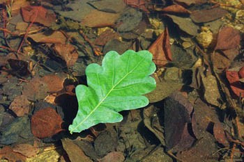 Дубовий лист