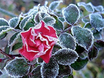 Морозом покрилися квіти