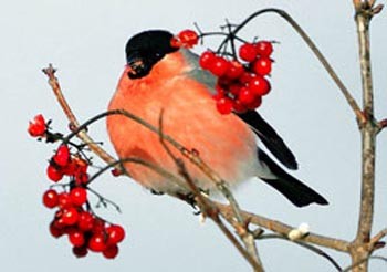 Налетіли снігурі