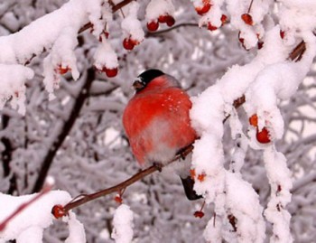 Світанкує початок зими…