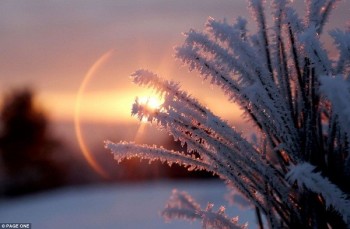 З-за журби тополиної...