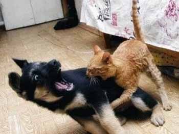 Собака нахаба