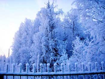 Іній на деревах