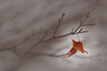 Кленові настрої