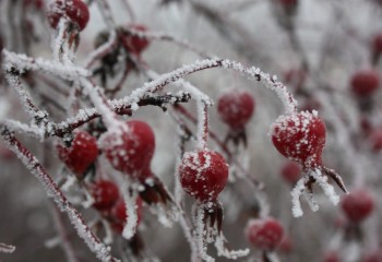 Шипшиновий вечір