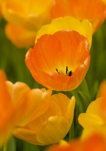 Дівчина і метелик