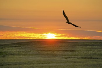 У трепетнім танку степної рані…