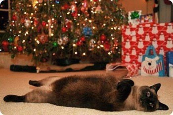 Мурчиковий режим