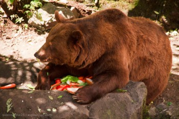 Як Ведмідь був царем