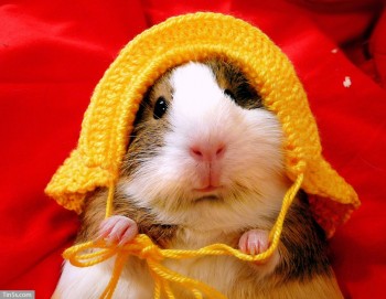 Витівки звірячих вірусів