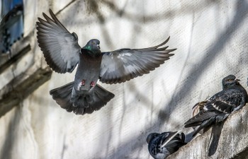 Голуб миру, або Євромайдан без меж і кордонів