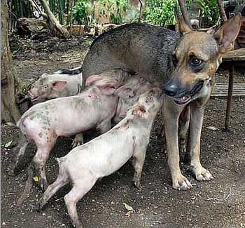 Свиняча мати