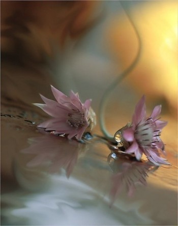 Передосіннє