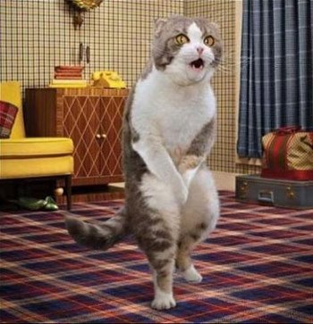 Бідолашний Мурко