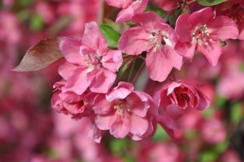 Не любила тебе... спочатку