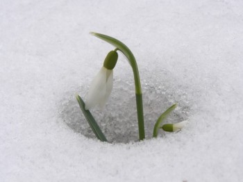 Прихід весни