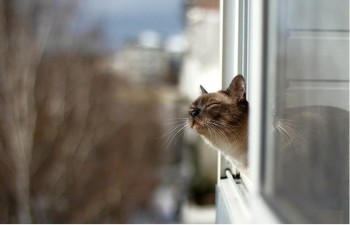 Монолог березневого кота