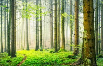 Мій любий ліс