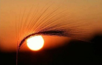 Запалила нічка