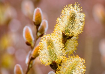 Лагідна весна