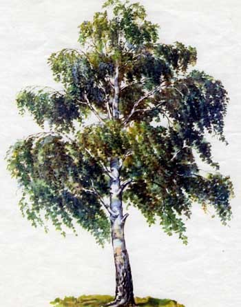 Зажурилася берізка