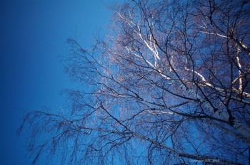 Весняний сонячний мотив