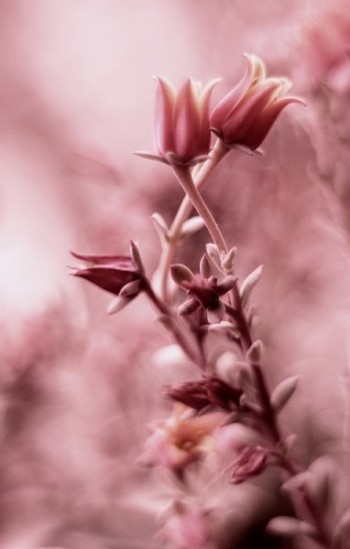 Лежало світло на паперті
