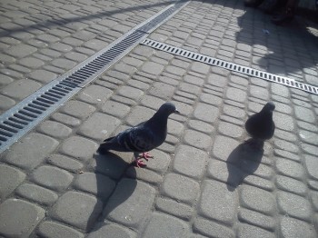 Зерна Людяності